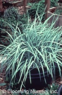 Agropyron magellanicus                               